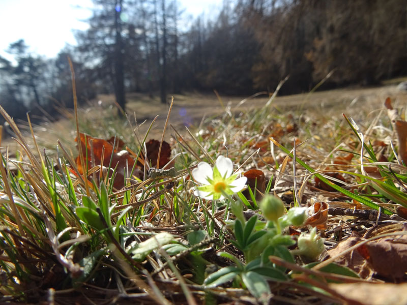 Potentilla alba / Cinquefoglia bianca